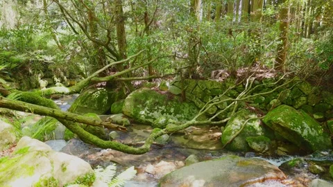 Crystal clear stream flowing through mossy rocks in a lush green forest Stock Footage 332865907