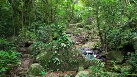 Crystal Clear Stream Flowing Through Lush Tropical Rainforest in Brazil Vídeos de archivo 334617134