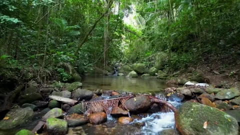 Crystal Clear Stream Flowing Through Lush Tropical Rainforest in Brazil 스톡 동영상 334617141