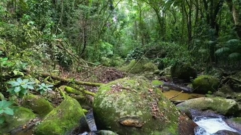 Crystal Clear Stream Flowing Through Lush Tropical Rainforest in Brazil 스톡 동영상 334617159