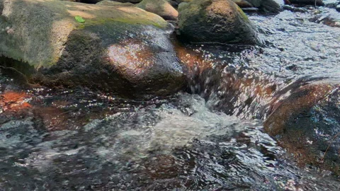 Crystal Clear Stream Flowing Through Forest Rocks Stock Footage 334898634