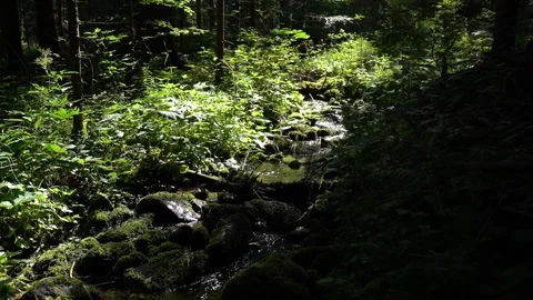 Crystal Clear Stream Flowing Through a Lush Forest in the Ukrainian Carpathia Stock Footage 341874127