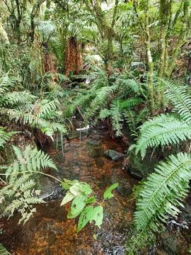 Crystal clear stream in the rainforest Stock Photos