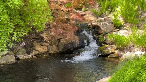 Crystal clear stream surrounded by magically beautiful nature. Stock Footage 240426196