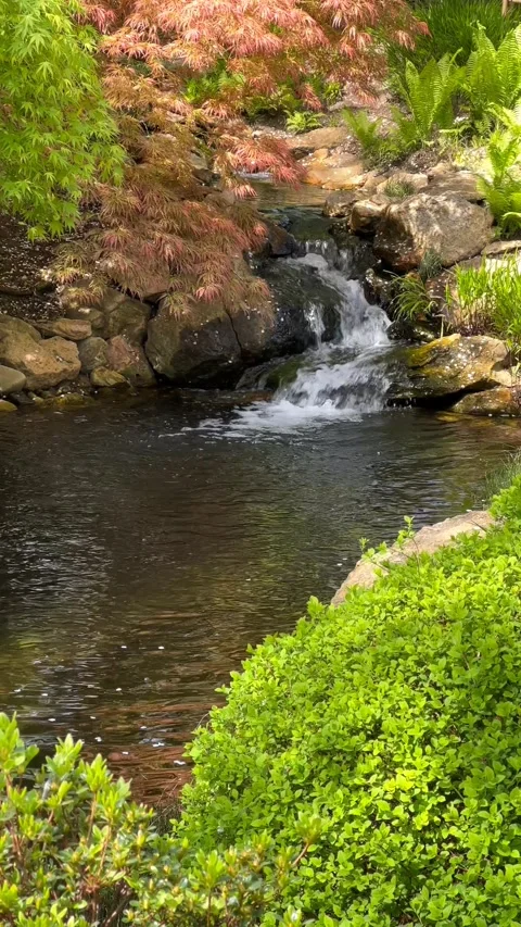 Crystal clear stream surrounded by magically beautiful nature. Stock Footage 240426240