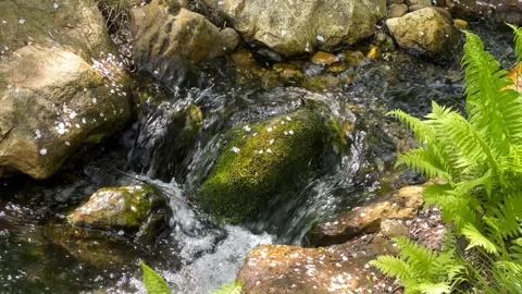 Crystal clear stream surrounded by magically beautiful nature. Stock Footage 240426684