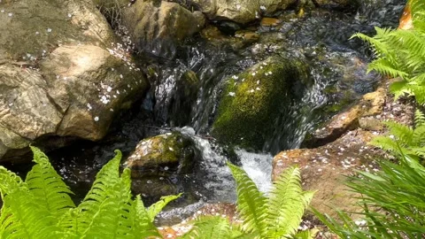 Crystal clear stream surrounded by magically beautiful nature. Stock Footage 240426718