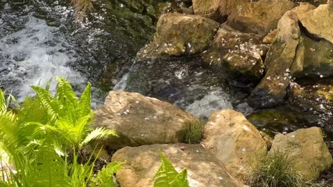 Crystal clear stream surrounded by magically beautiful nature. Stock Footage 240426791