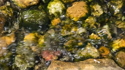 Crystal clear stream surrounded by magically beautiful nature. Stock Footage 240426959