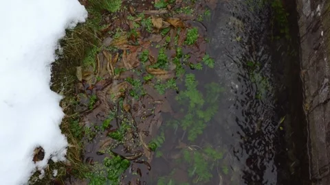 Crystal clear stream with underwater plants seen from above during heavy snowfal Stock Footage 284616635