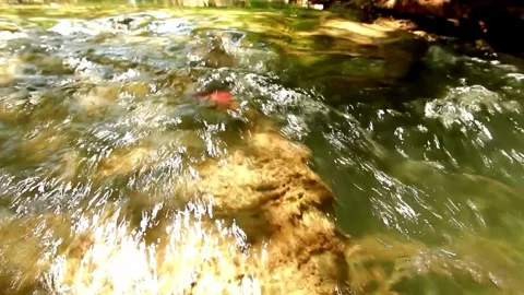 Crystal Clear Stream Water Flowing Over Rocks Stock Footage 310216732
