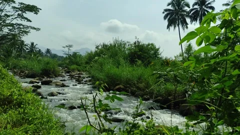 Crystal Clear Tropical River with Rippling Water Flowing Over Natural Stones Stock Footage 334765223