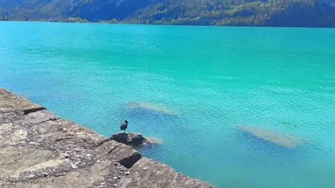 Crystal Clear Turquoise Alpine Lake Water with Mountain View 4K Stock Footage 340657702