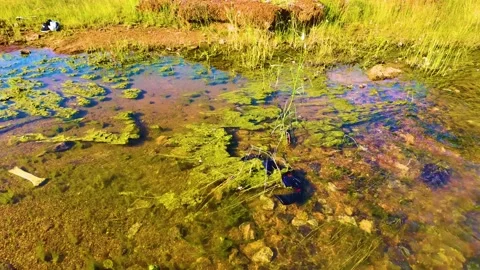 Crystal Clear Water - Algae Video stock 263354272