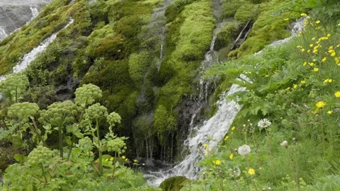 Crystal Clear Water Cascading Over Vibrant Green Moss in Iceland Stock Footage 339966949