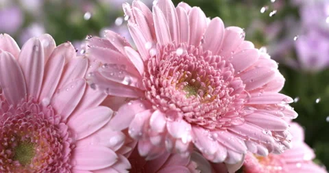 Crystal clear water drops falling on fresh pink daisy flower plant while raining Stock Footage 268457234