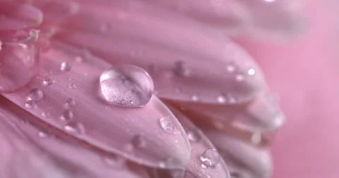 Crystal clear water drops falling on fresh pink daisy flower plant while raining Stock Footage 268458385