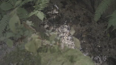 Crystal Clear Water Flowing Gently Through Small Stream Log Stock Footage 340540893