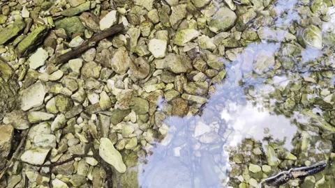 Crystal clear water flowing gently Stock Footage 344307016