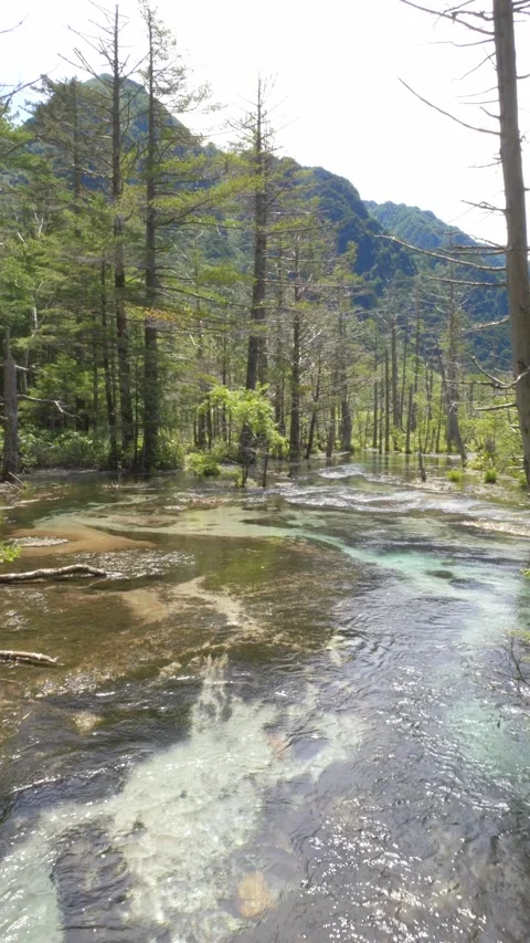 Crystal-clear Water Flowing Through Dakesawa Marsh With Pine Trees In 库存影片 337748987
