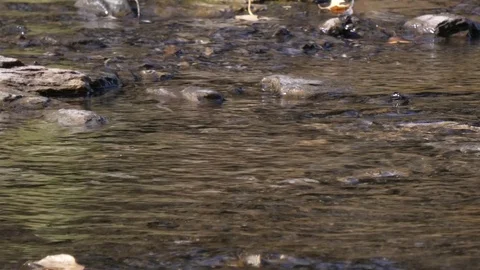 Crystal clear water Stock Footage 114760050