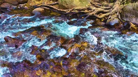 Crystal Clear Water in the Forest - Panning Shot Stock Footage 264363478