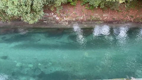Crystal clear water at Inselkanal between Rhine river, Lake and Stadtgarten park 库存影片 315668853