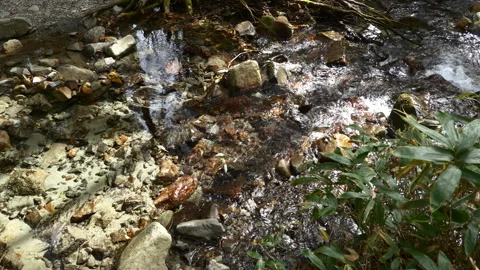 Crystal Clear Water of a Mountain Stream (Real Time | ZOOM IN) Video stock 290190332