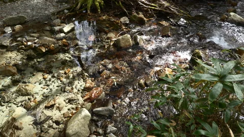 Crystal Clear Water of a Mountain Stream (Real Time) Stock Footage 290190360