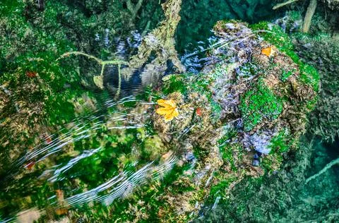 Crystal Clear Water in a Mountain Stream. Orange Maple Leaves Floating Stock Photos