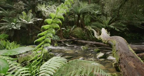 Crystal Clear Water Moving Over Rocks Through Forest Vídeos de archivo 330617754
