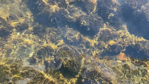 The crystal-clear water reveals shells and water plants on the lakebed below. Vídeos de archivo 295361436