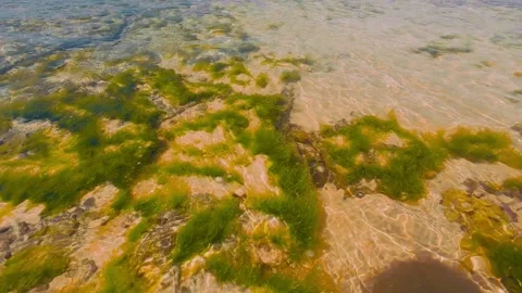 Crystal Clear Water Rippling Over Ancient Coral Reef and Green Moss Stock Footage 337582807