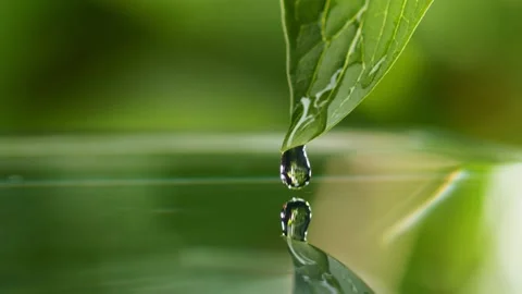 Crystal clear water rolls over green leaf and falls into water forming ripples Stock Footage 155388532