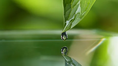 Crystal clear water rolls over a green leaf and falls into the water forming Stock Footage 160041824