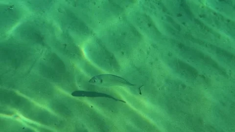 Crystal-clear water shimmers under bright sun. Trani Ammouda, Greece Stock Footage 339611161