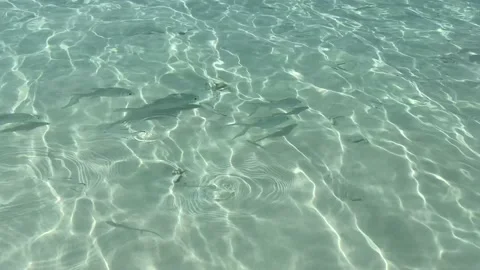 Crystal clear water in Similan and you can see fish swimming in the sea. Stock Footage 145758548