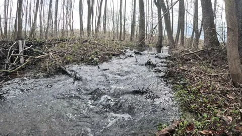 Crystal clear water stream in slow motion forest Stock Footage 332866624