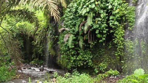 Crystal-Clear Waterfall and River Amidst a Verdant Jungle Stock Footage 295007024