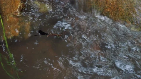 Crystal-clear waterfall dances over smooth stones Stock Footage 281055046