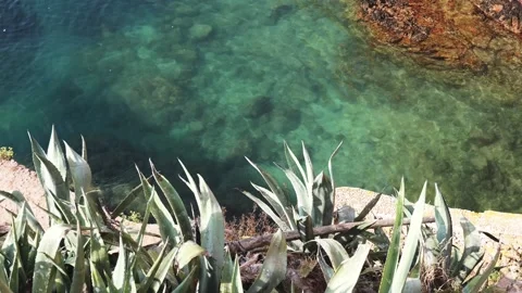 Crystal Clear Waters with Coastal Plants on Berlengas Island, Portugal Stock Footage 320201809
