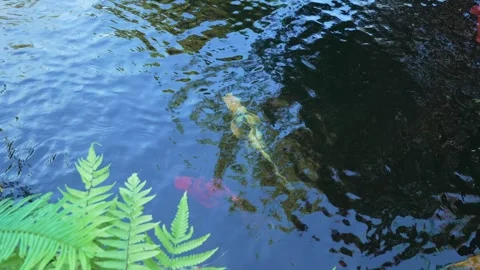 Crystal Clear Waters: A Smooth Pan Shot of Swimming Koi Fish 스톡 동영상 342209181