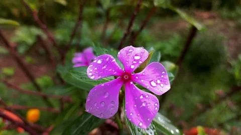 Crystal Dew on Flower Stock Footage 255382638