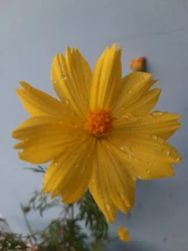 Crystal Drop On Yellow Bloom Фото