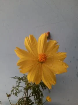 Crystal Drop On Yellow Bloom Фото