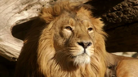 Crystal eyes of drowsy lion on fallen tree background close up. Stock Footage 46570701