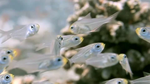 Crystal Fish Perform an Ethereal Ballet in Sunlit Aquatic Habitat Stock Footage 340588645