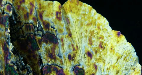 Crystal formation under a microscope, a solution of Paracetamolum or Stock Footage 239304714