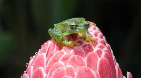 Crystal Frog Stock Footage 36066110