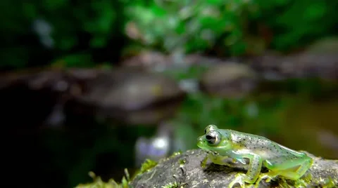 Crystal frog  in the wildness Stock Footage 54053352